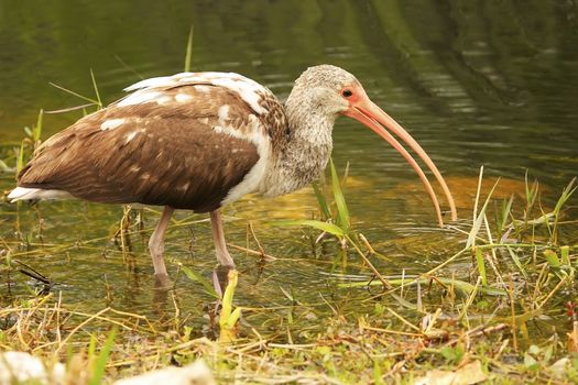 White Ibis (Eudocimus albus) immature