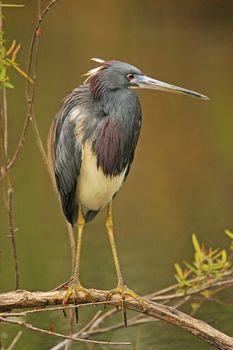 Tricolored Heron (Egretta tricolor)