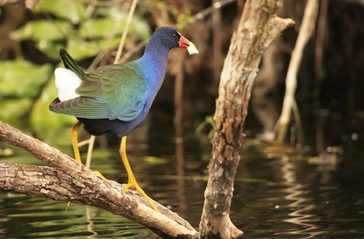  Purple Gallinule (Porphyrula martinica)