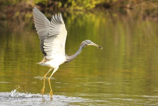 Tricolored Heron (Egretta tricolor) flying