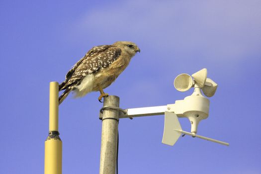 Red-shouldered Hawk (Buteo lineatus)