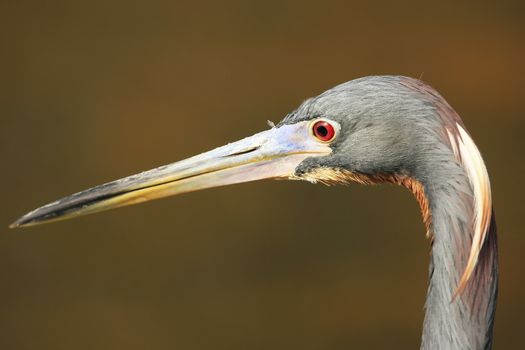 Portrait of Tricolored Heron (Egretta tricolor)