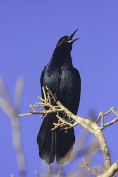 Boat-tailed grackle (Quiscalus major)