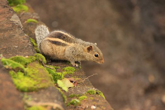 Nothern palm squirrel (Funambulus pennantii) sitting on stone wall