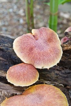 mushrooms growing on a live tree in the forest