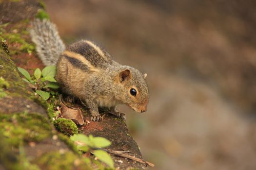 Nothern palm squirrel (Funambulus pennantii) sitting on stone wall