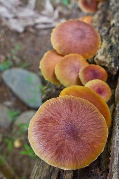 mushrooms growing on a live tree in the forest
