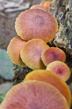 mushrooms growing on a live tree in the forest