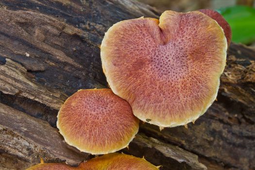 mushrooms growing on a live tree in the forest