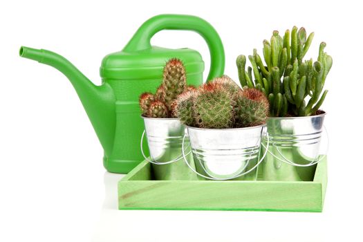 succulent cactus in a metal bucket, on white background