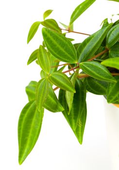 green leaf of tradescantia pot plant