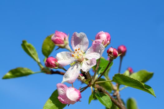 apple blossom. close up of a beautiful spring apple tree against blue sky