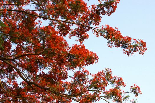 bright red flowers of flame tree in the sunny day