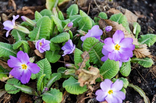 Early primula vulgaris a sunny spring day