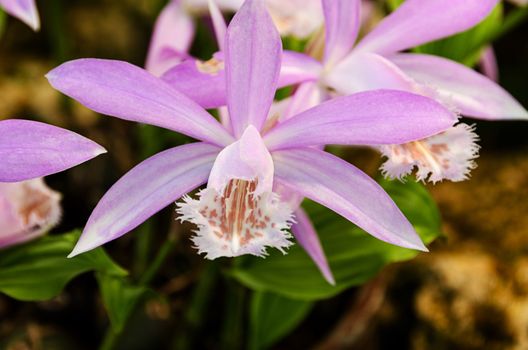 a very beautiful orchid Pleione formosana