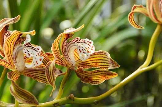 an incredibly beautiful orchid of the genus Cymbidium Tracyanum