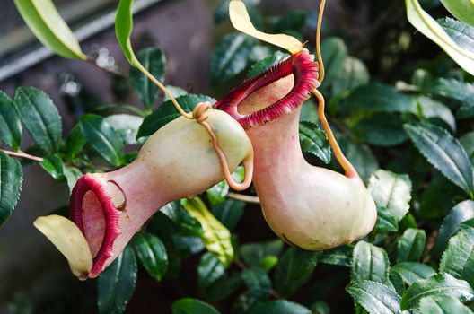 Carnivorous plants of the genus Nefenthes kann rank genus
