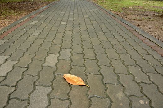 yellow fallen leaf on the road