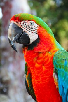 Portrait of a beautiful colorful Macaw parrot close-up