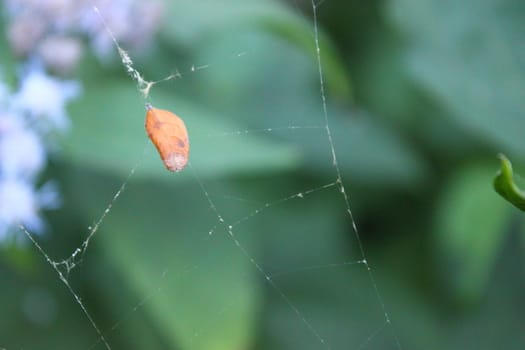 cocoon aat spiderweb