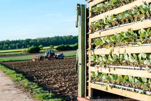 Agriculture - seedlings of young salad stacked on a trailer with a tractor in the background, seeding those plants with several people feeding those into machinery at the back of the tractor