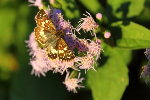 brown butterfly