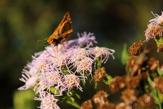 butterfly eating from flower