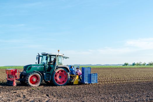 OSTFILDERN-SCHARNHAUSEN, GERMANY - MAY 5, 2014: Agriculture ��� a tractor is seeding young salad plants by several people feeding those into machinery at the back of the tractor on May, 5, 2014 in Ostfildern-Scharnhausen near Stuttgart, Germany.