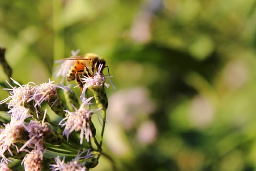 bee pollinating flowers