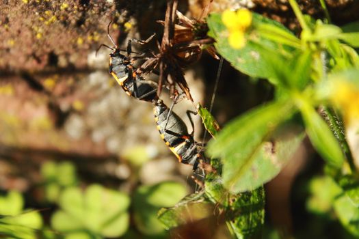 two insects copulating