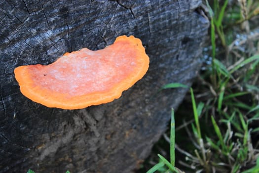 fungi at trunk