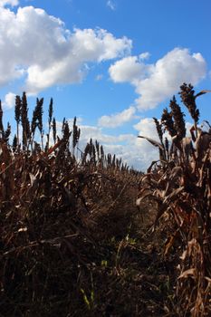 sorghum field with grains