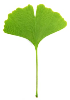 ginkgo biloba leaves isolated on white background