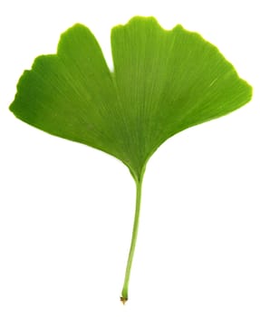 ginkgo biloba leaves isolated on white background