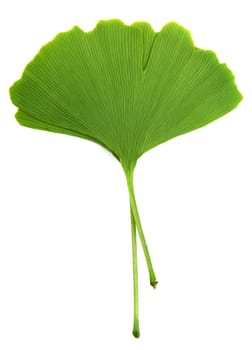 ginkgo biloba leaves isolated on white background