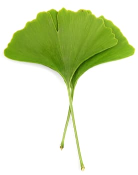 ginkgo biloba leaves isolated on white background