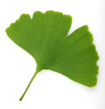 ginkgo biloba leaves isolated on white background