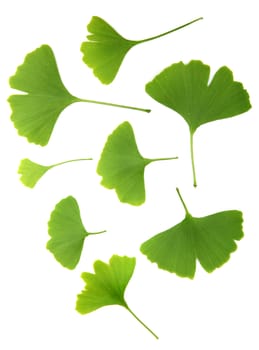 ginkgo biloba leaves isolated on white background