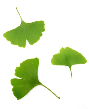 ginkgo biloba leaves isolated on white background