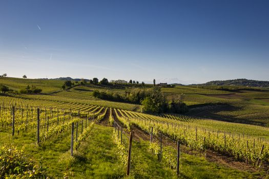 Vineyards on the Hills of Italy in the spring