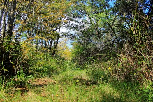 rural trail with trees