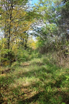 rural taril with trees