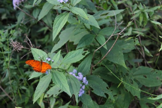 orange butterfly