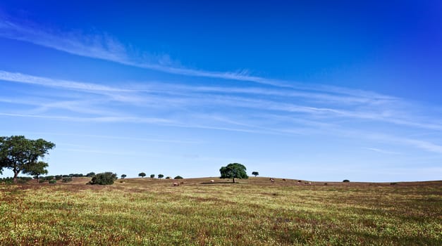 Green Grass Field Landscape with blue sky in the background