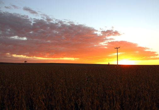 sunrise at soybean field