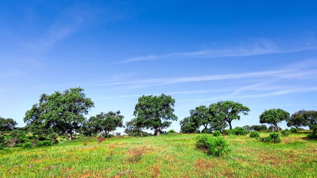 Green Grass Field Landscape with blue sky in the background