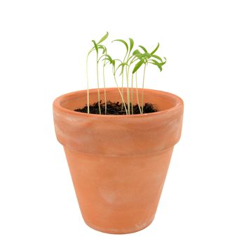 Endive seedlings in need of thinning in a terracotta flowerpot, isolated on a white background