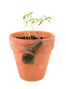 Garden snail climbing a terracotta flowerpot to attack young seedlings, isolated on a white background