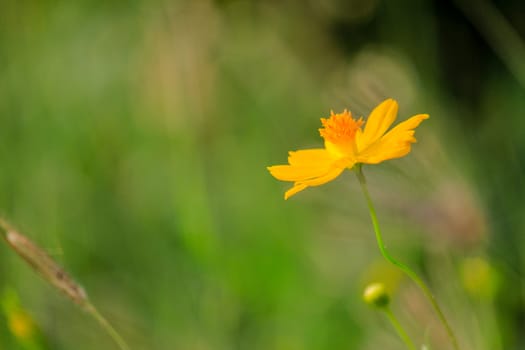 Yellow Flower with green background in garden