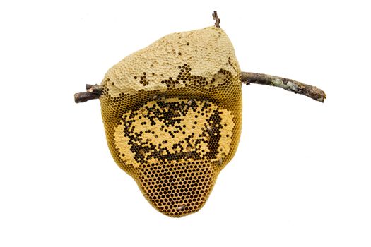 Image of honeycomb with honey in it